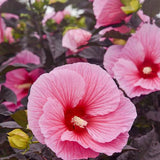 Summerific Edge of Night hibiscus with dark foliage and pink blooms