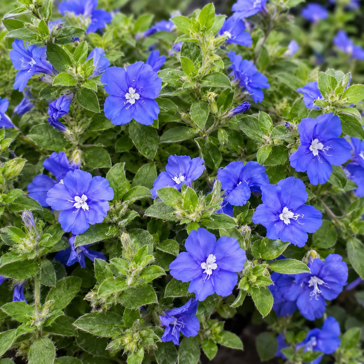 EVOLVULUS 'BEACH BUM BLUE' | Creekside Champions™