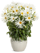 Shasta daisy with white petals and yellow center in pot