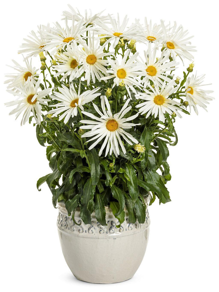 can i plant shasta daisies in a pot Amazing Daisies® 'Spun Silk' Shasta Daisy