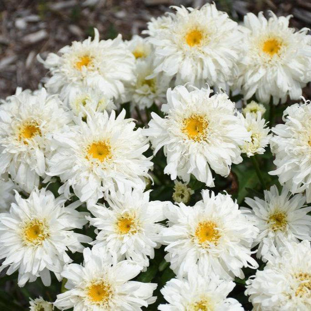 Amazing Daisies Marshmallow Shasta daisy in bloom