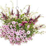 white butterfly flower with white blooms in a pot