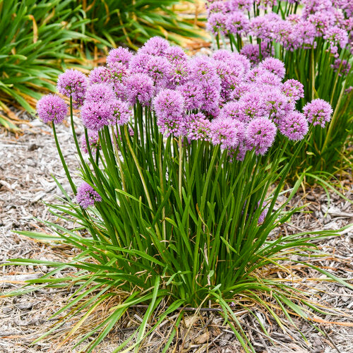 Allium 'All the Buzz' | Proven Winners