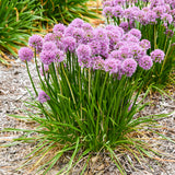 Allium 'All the Buzz' | Proven Winners
