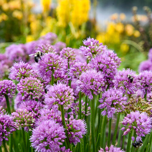 Allium 'All the Buzz' | Proven Winners