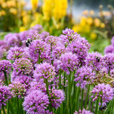 Allium 'All the Buzz' | Proven Winners