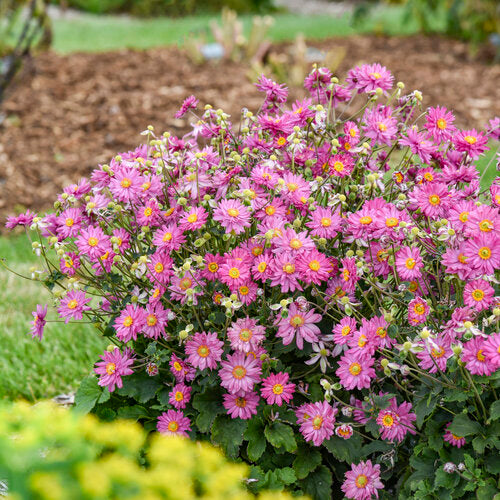 Anemone FALL IN LOVE® 'Deeply' | Proven Winners