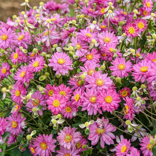 Anemone FALL IN LOVE® 'Deeply' | Proven Winners