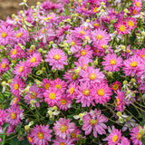Anemone FALL IN LOVE® 'Deeply' | Proven Winners