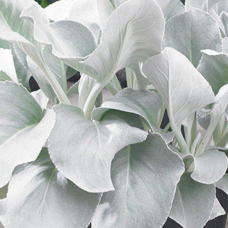 Angel Wings Senecio with silvery leaves in a pot