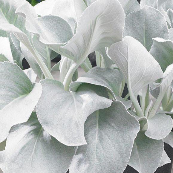 Angel Wings® Senecio