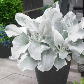 Angel Wings Senecio in a pot with silvery foliage