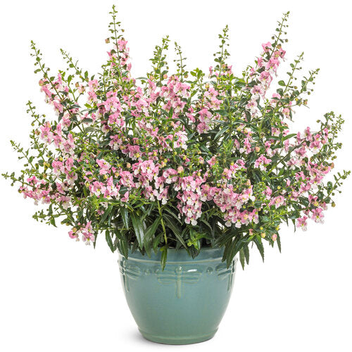 Angelface Wedgewood Pink angelonia in bloom in a pot