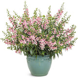 Angelface Wedgewood Pink angelonia in bloom in a pot
