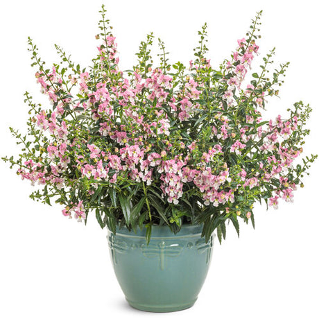 Angelface Wedgewood Pink angelonia in bloom in a pot