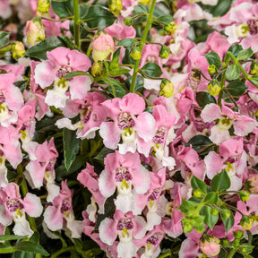 Angelface Wedgewood Pink angelonia in a pot