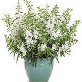 White Angelface angelonia in a nursery pot with white blooms