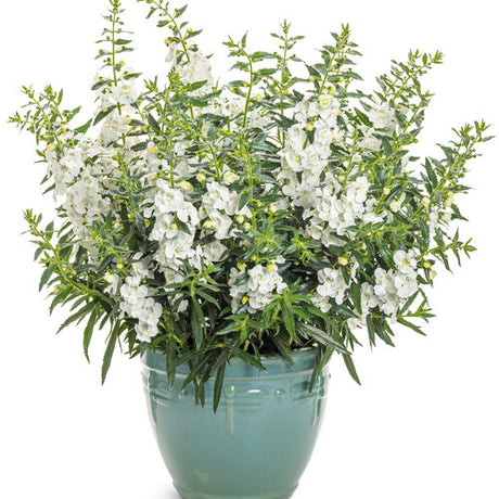 White Angelface angelonia in a nursery pot with white blooms