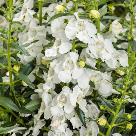 White Angelface angelonia in a nursery pot, with white flowers
