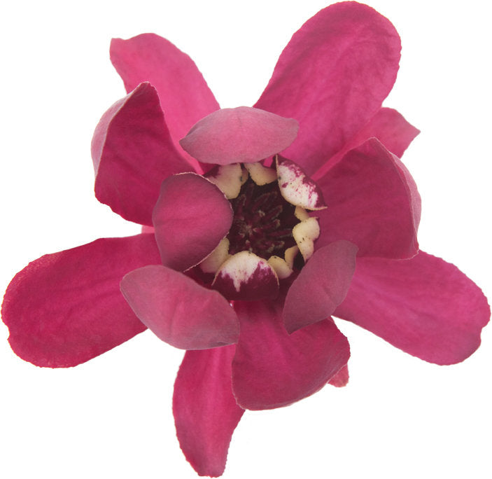 Proven Winners Aphrodite Sweetshrub