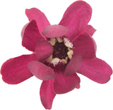 Aphrodite sweetshrub with pink flowers in a pot