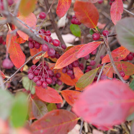 Aronia BERRY SCAPE shrub with dark green foliage in pot