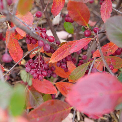 Berry Scape Red Aronia Plants For Sale | Proven Winners