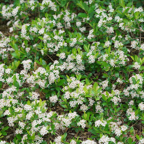 Aronia Ground Hug in a nursery pot with green foliage
