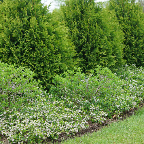Aronia Ground Hug shrub in a black nursery pot