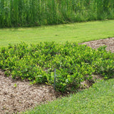 Aronia GROUND HUG® in a container with green foliage