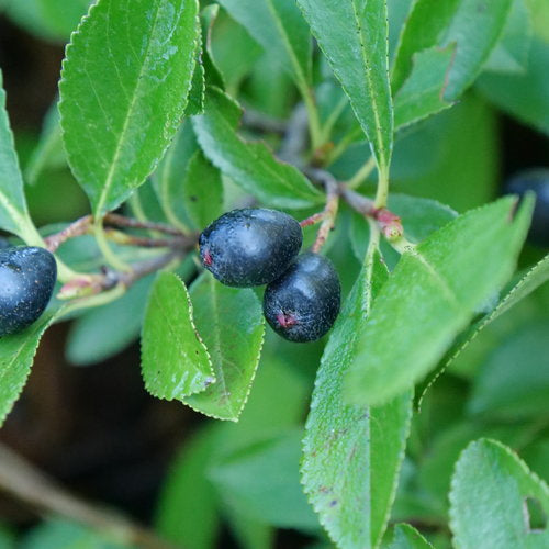 Aronia Ground Hug plant with low spreading green foliage