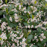 Aronia Low Scape Snowfire in a nursery pot