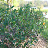 Aronia Low Scape Snowfire shrub with white flowers in pot
