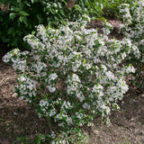Aronia Low Scape Snowfire with white flowers in a pot