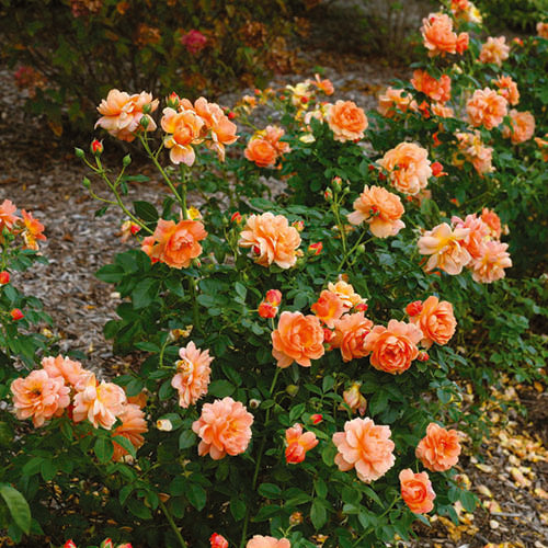 AT LAST® Rose | Proven Winners® – Creekside Nursery, Inc