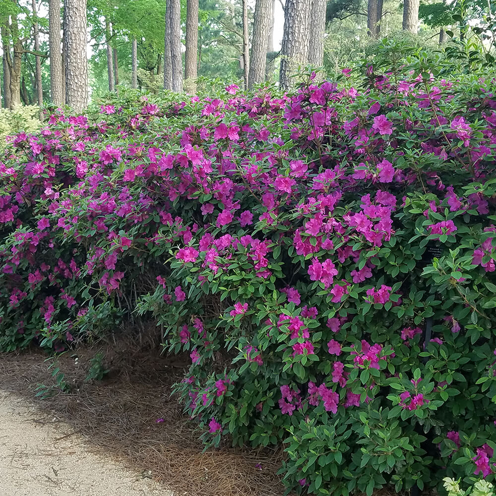 Autumn Royalty Encore Azalea – Creekside Nursery, Inc
