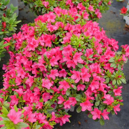 Perfecto Mundo Fuchsia Carpet® Reblooming Azalea | Proven Winners
