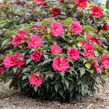 'Watermelon Ruffles' Hibiscus | Creekside Champions™