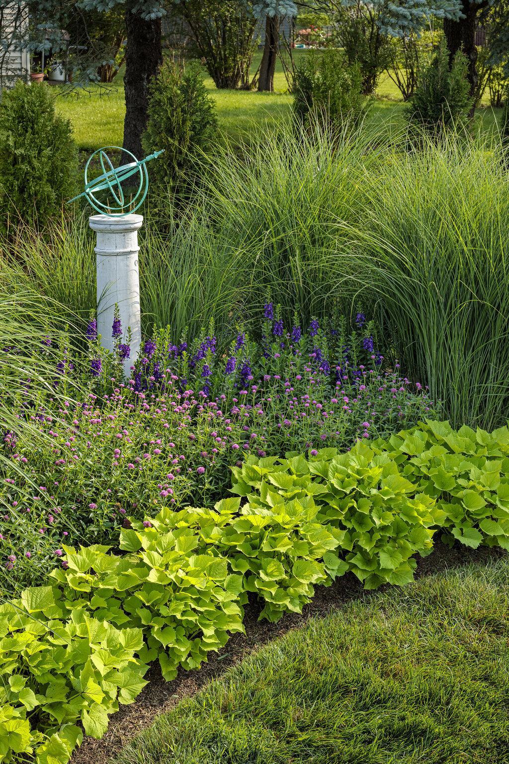 Sweet Caroline Bewitched Green with Envy sweet potato vine in a pot