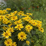 Heliopsis helianthoides Tuscan Gold with yellow flowers in pot