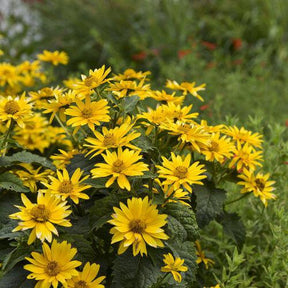 Heliopsis helianthoides Tuscan Gold with yellow flowers in pot