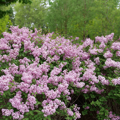 Bloomerang Purpink reblooming lilac in bloom in a pot
