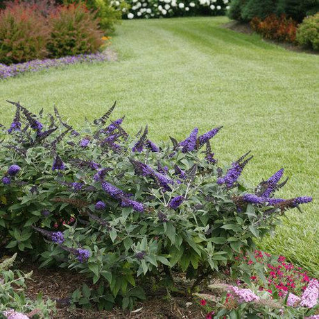 Pugster Blue butterfly bush in a nursery pot