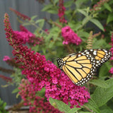 Miss Molly butterfly bush with purple flower clusters in pot
