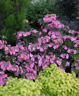 'Tuff Stuff' Reblooming Mountain Hydrangea