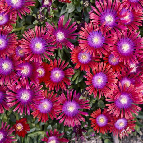 Razzle Dazzle Delosperma with bright pink flowers in a pot