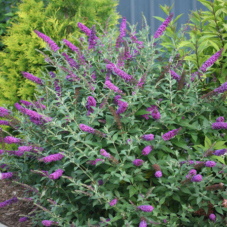 Miss Violet butterfly bush with purple flower spikes in pot