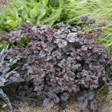 Astilbe Dark Side of the Moon with dark foliage and pink blooms