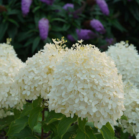 PUFFER FISH hydrangea with pale blooms in a pot