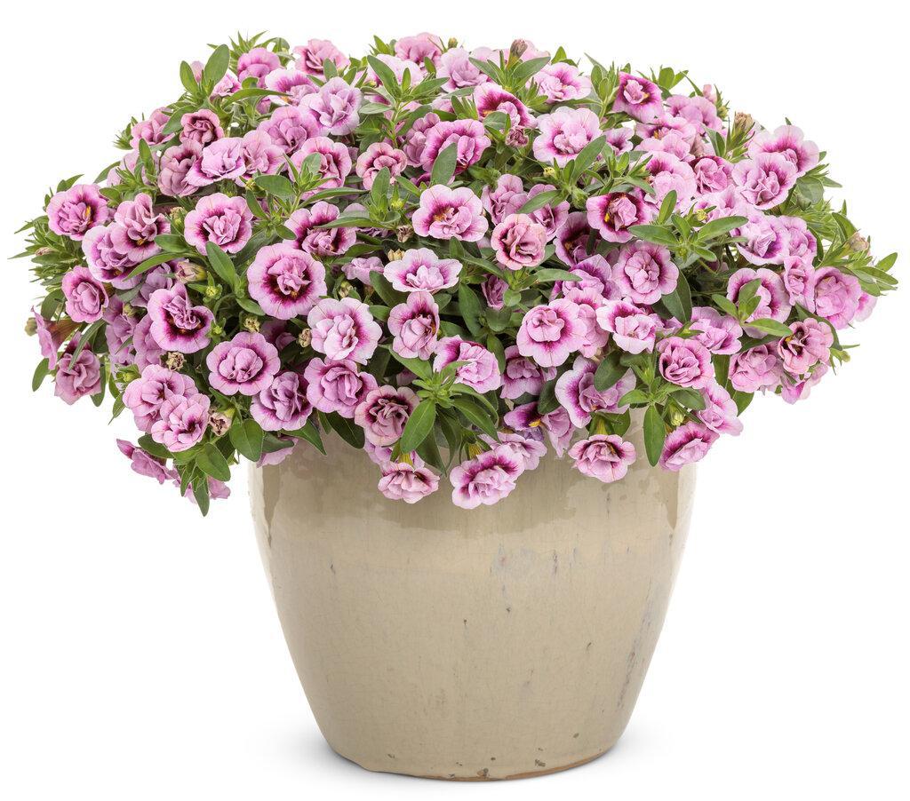 Superbells® Double Smitten Pink™ Double Calibrachoa | Proven